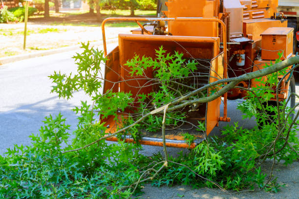 Best Tree Mulching  in Colfax, IL