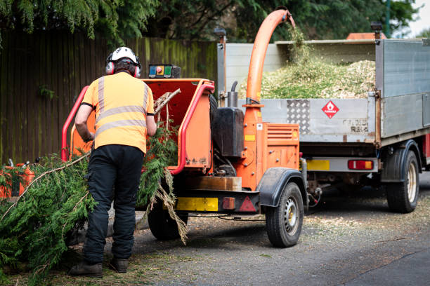 Best Hazardous Tree Removal  in Colfax, IL