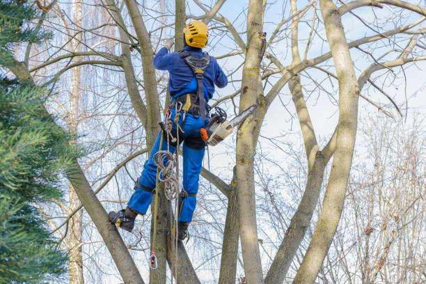 Best Tree Trimming and Pruning  in Colfax, IL