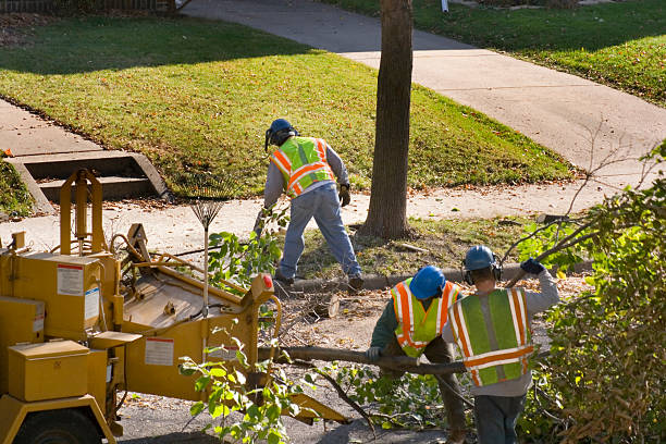 Best Stump Grinding and Removal  in Colfax, IL