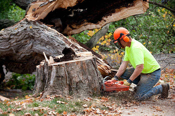 Best Utility Line Clearance  in Colfax, IL