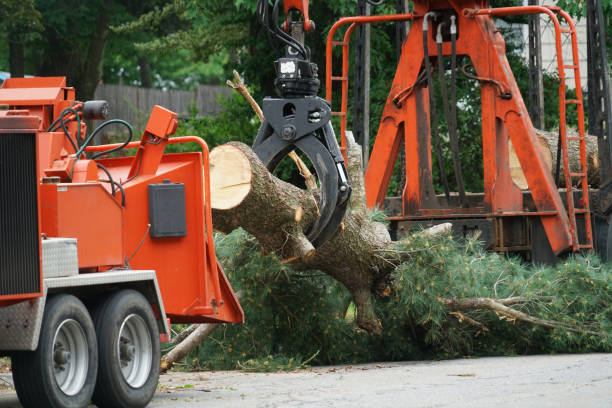 Best Tree Maintenance Programs  in Colfax, IL