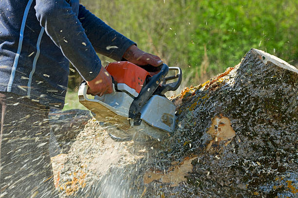 Best Arborist Consultation Services  in Colfax, IL