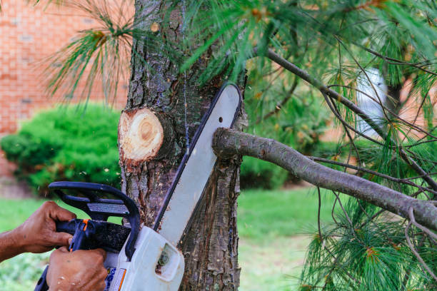  Colfax, IL Tree Removal Pros